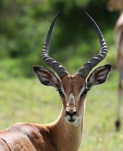 African Impala 15