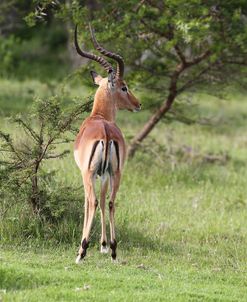 African Impala 16