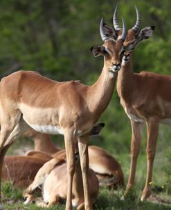 African Impala 17