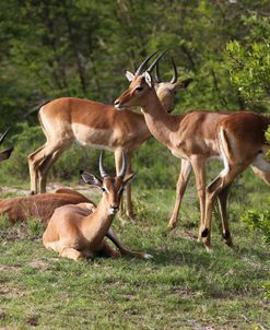 African Impala 18