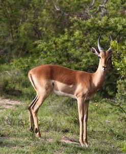 African Impala 19