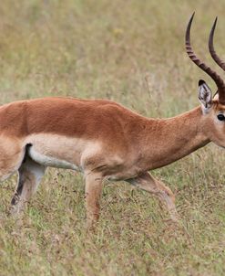 African Impala 20