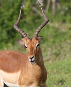 African Impala 11