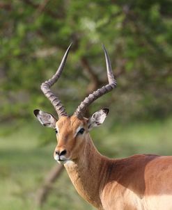 African Impala 12