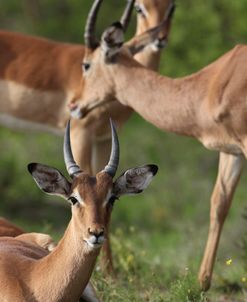 African Impala 13