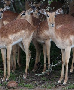 African Impala 14