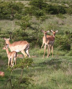 African Impala 25