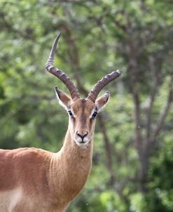 African Impala 26