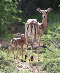 African Impala 27