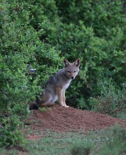 African Jackal