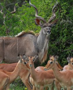 African Kudu 01