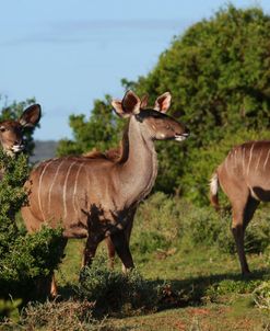 African Kudu 02