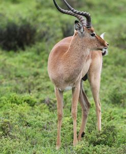 African Impala 21