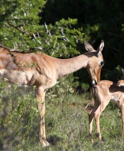 African Impala 23