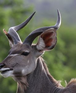 African Kudu 07