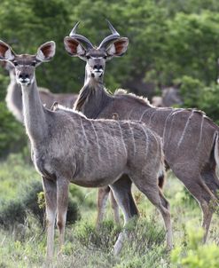 African Kudu 08