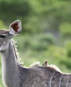 African Kudu 09