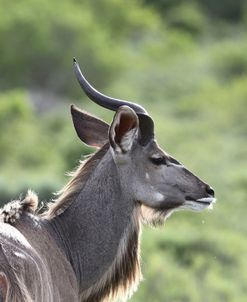African Kudu 10