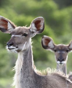 African Kudu 11