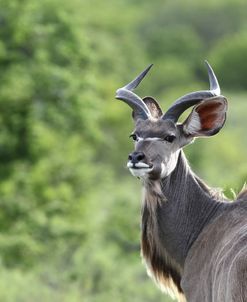 African Kudu 12