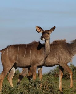 African Kudu 03