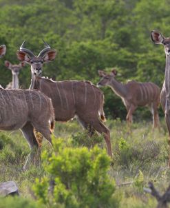 African Kudu 04