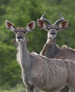 African Kudu 05