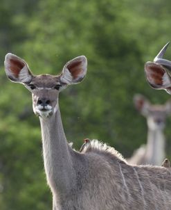 African Kudu 06