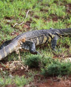 African Monitor Lizard 03