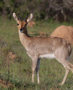 African Mountain Reedbuck Ram