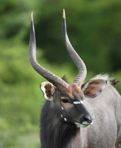 African Nyala 01