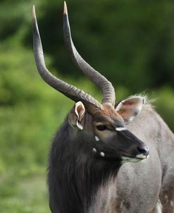 African Nyala 02