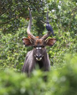 African Nyala 03