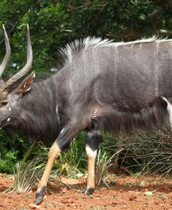 African Nyala 04