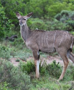 African Kudu 13