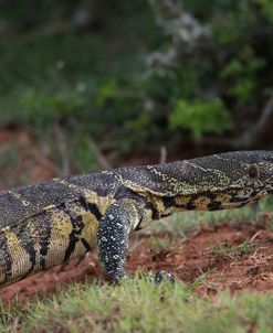 African Monitor Lizard 01