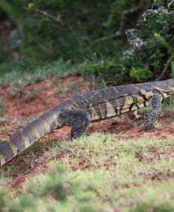 African Monitor Lizard 02