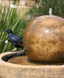 African Red-winged Starling