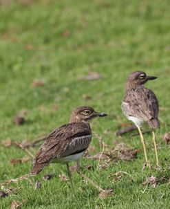 African Stone Curlews 01