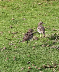 African Stone Curlews 02