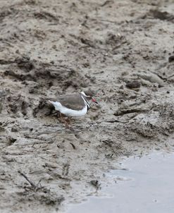 African Triple Banded Plover