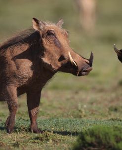 African Warthogs 01