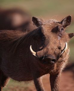 African Warthogs 02