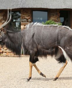 African Nyala 05