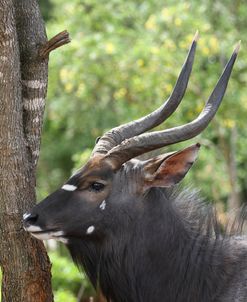 African Nyala 06