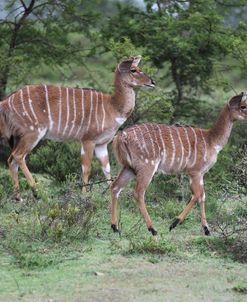 African Nyala 07