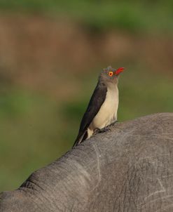 African Oxpecker Bird