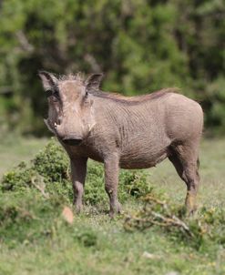 African Warthogs 07