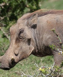 African Warthogs 08