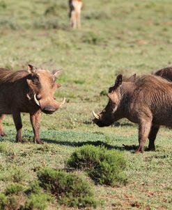 African Warthogs 09